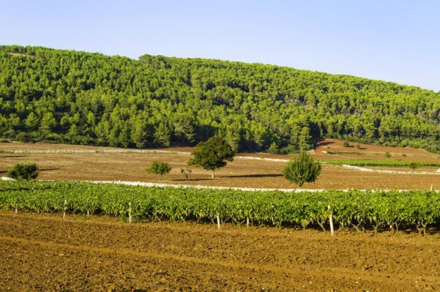 Puglia - Wijnranken