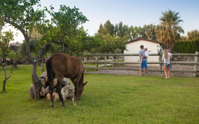 Paarden van Hotel Turan Prince World in Side