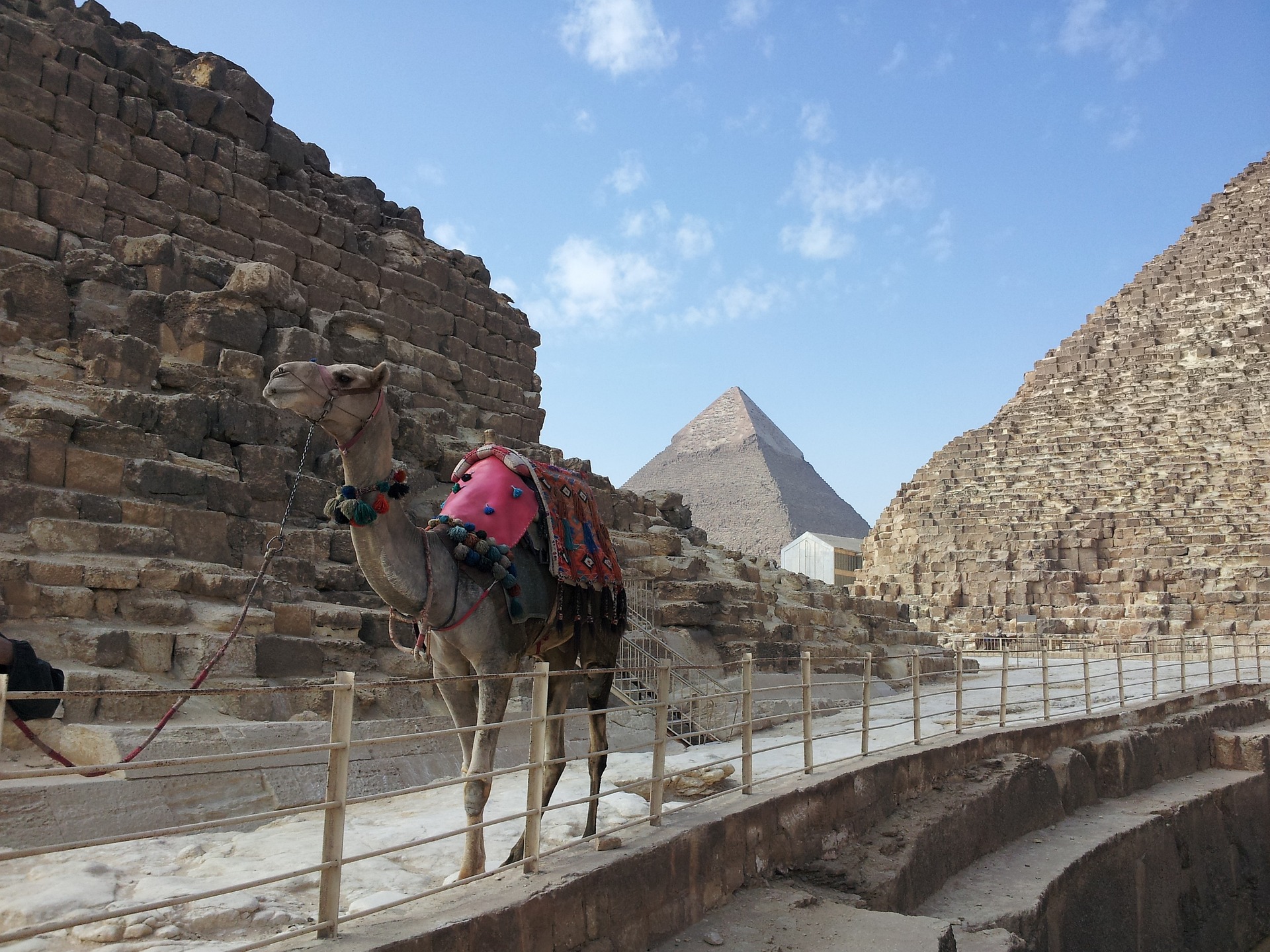 kameel bij piramides